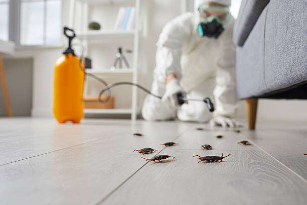 Commercial Kitchen Cockroach Control in Rangely